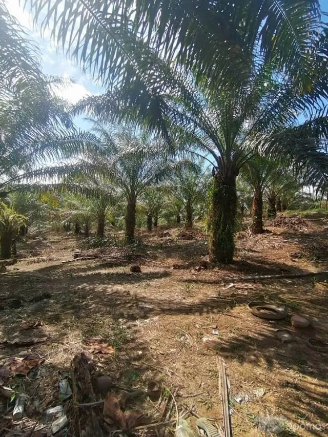 se vende 12 hectares de terreno apto para cualquier tipo de negocio — foto 8