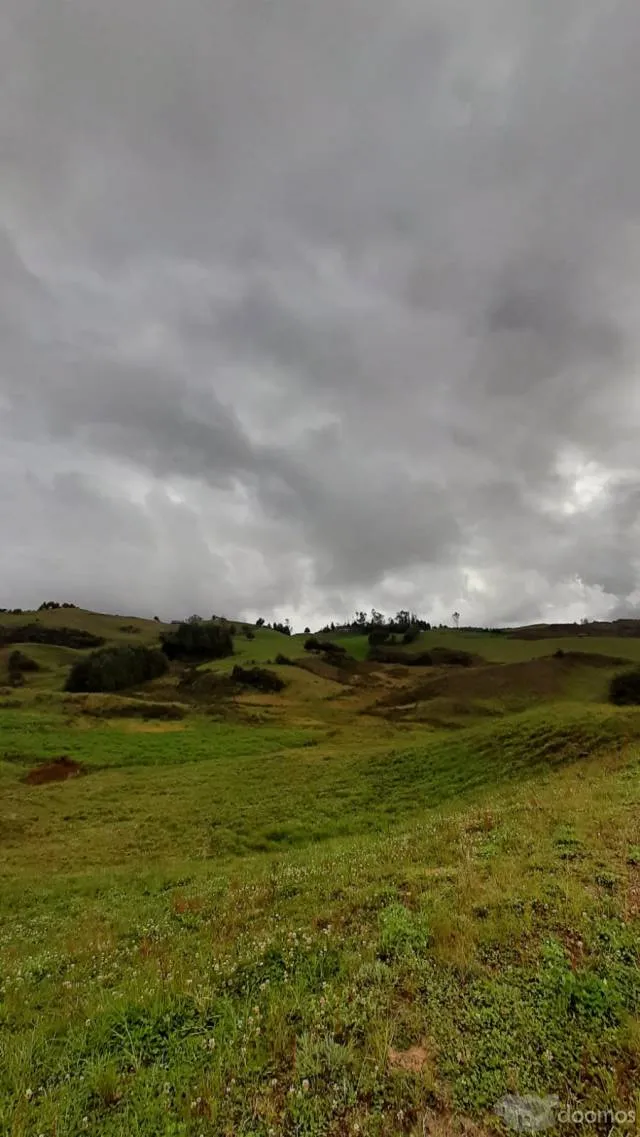 Venta de terreno rural sembrado de 10 Hectáreas - 2