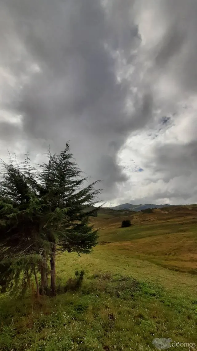 Venta de terreno rural sembrado de 10 Hectáreas - 3