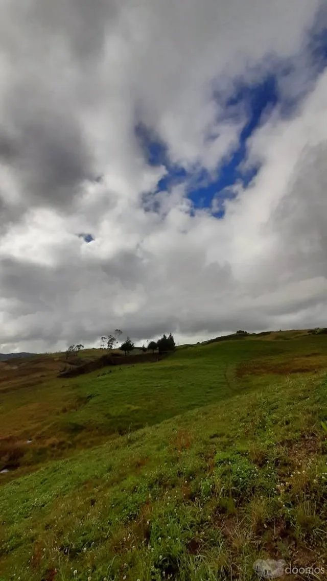 Venta de terreno rural sembrado de 10 Hectáreas - 4