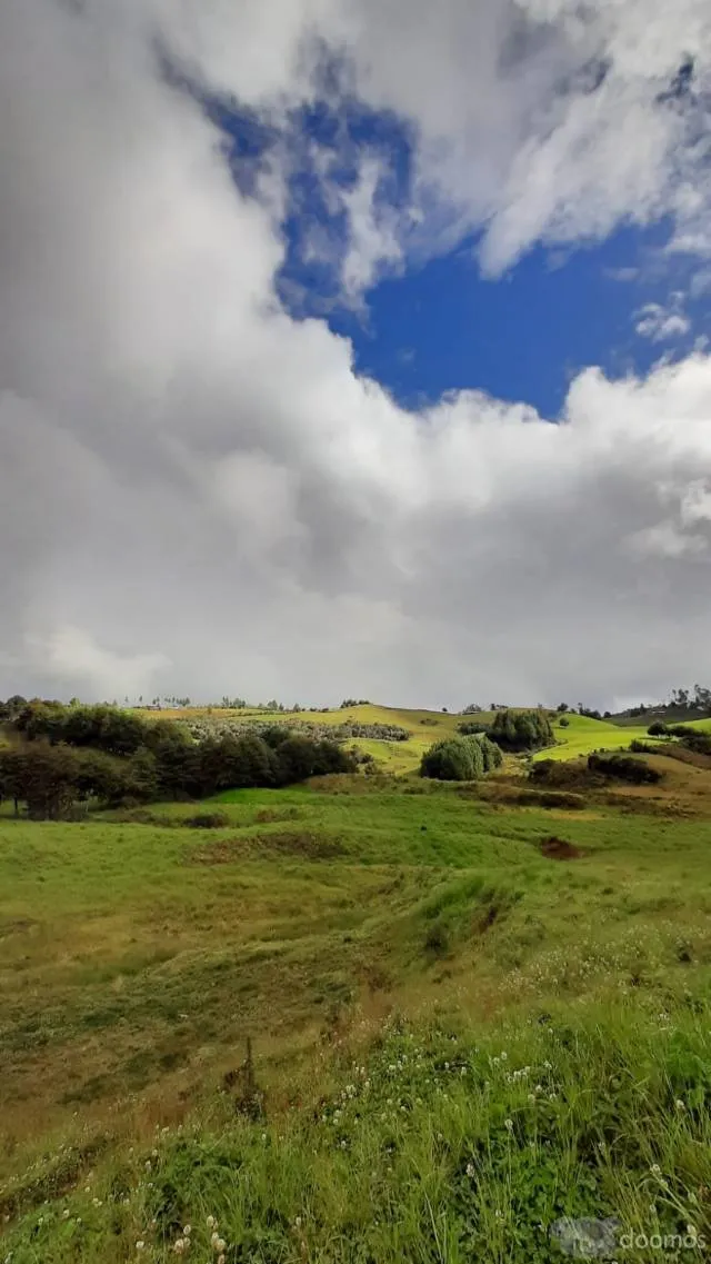 Venta de terreno rural sembrado de 10 Hectáreas - 6
