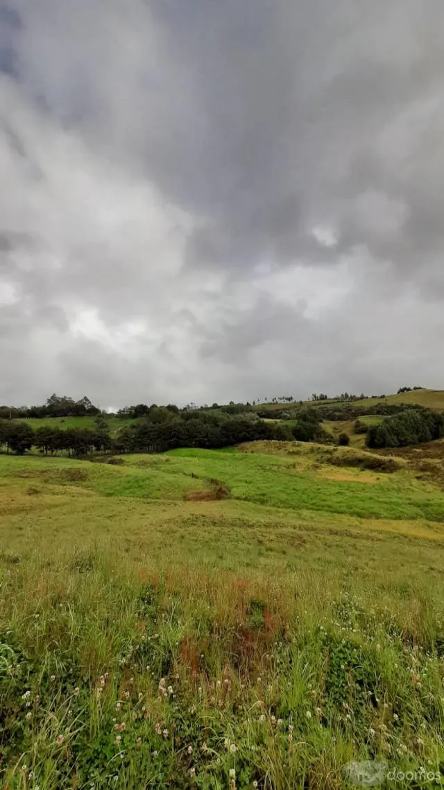 Venta de terreno rural sembrado de 10 Hectáreas - 7