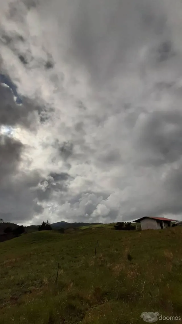 Venta de terreno rural sembrado de 10 Hectáreas - 8