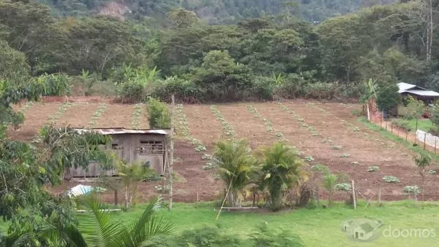 VENTA DE TERRENO PARA CASA DE CAMPO EN OXAPAMPA - 8