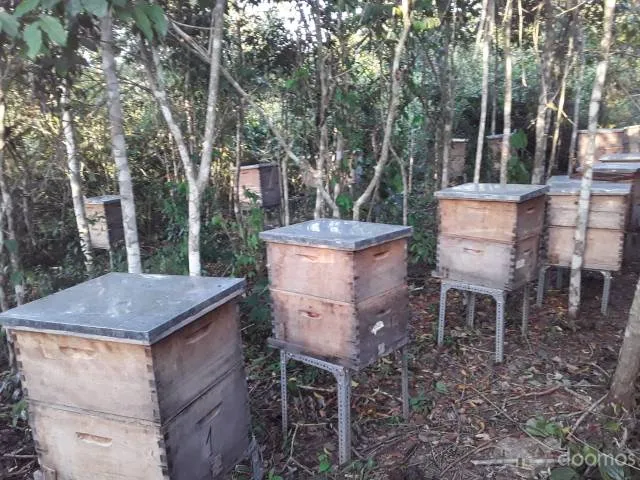 Oportunidad de Inversión en la selva de Perú - Investment Opportunity at the jungle of Perú - 4