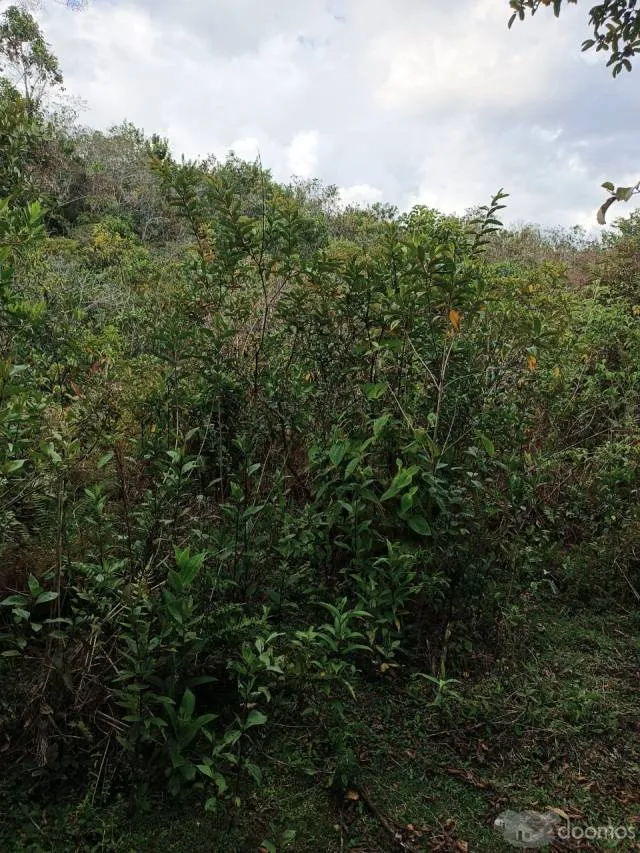 DE OCASIÓN! TERRENO DE 40,000 M2 EN VENTA EN AMAZONAS, PERÚ - 5