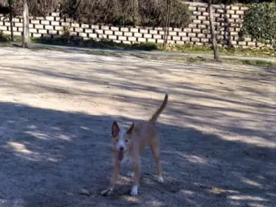 TERRENO PLANO  CERCA AL PUEBLO