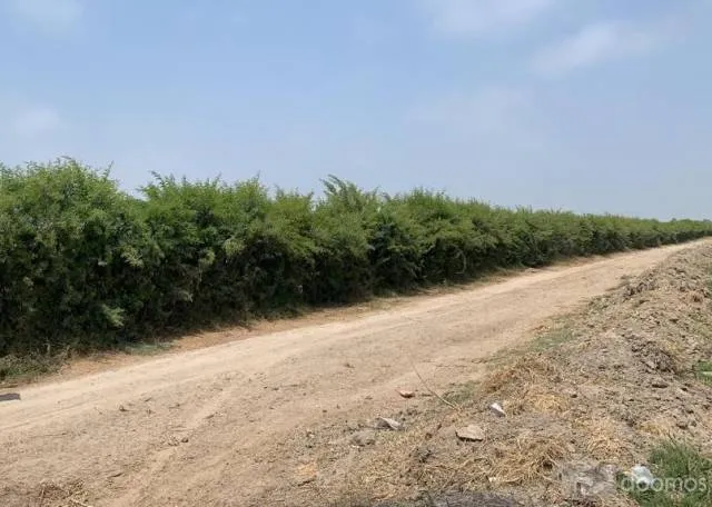 TERRENO AGRICOLA 6 HECTAREAS Carretera Libertadores - Pisco - 3
