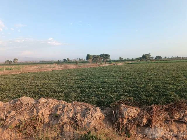 VENTA DE TERRENO AGRÍCOLA EN EL SECTOR CASA BLANCA ESTE - TUPAC AMARU DISTRITO DE SAN LUIS PROVINCIA DE CAÑETE - 3