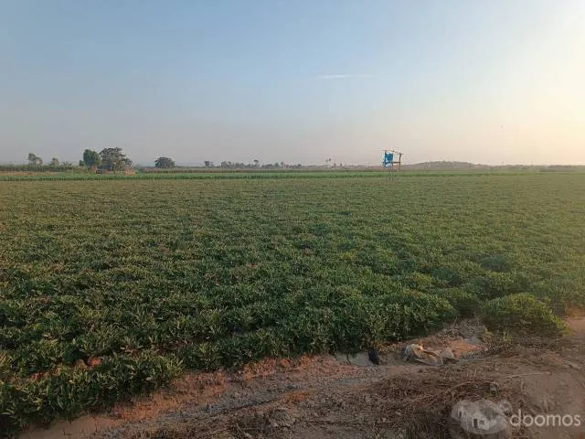 VENTA DE TERRENO AGRÍCOLA EN EL SECTOR CASA BLANCA ESTE - TUPAC AMARU DISTRITO DE SAN LUIS PROVINCIA DE CAÑETE - 4