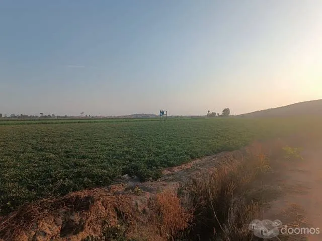 VENTA DE TERRENO AGRÍCOLA EN EL SECTOR CASA BLANCA ESTE - TUPAC AMARU DISTRITO DE SAN LUIS PROVINCIA DE CAÑETE - 6