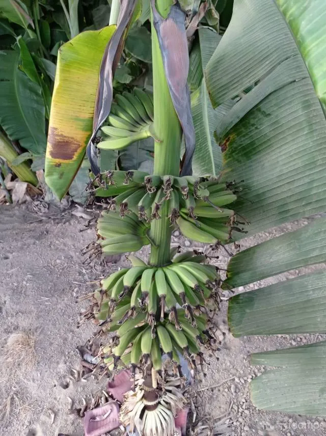 VENTA DE TERRENO AGRÍCOLA EN EL SECTOR CASA BLANCA ESTE - TUPAC AMARU DISTRITO DE SAN LUIS PROVINCIA DE CAÑETE - 8