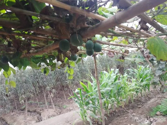 VENTA DE TERRENO AGRÍCOLA (4 HECTÁREAS A 250.000 DOLARES CADA HECTARIA) EN EL SECTOR CASA BLANCA ESTE - TUPAC AMARU DISTRITO DE SAN LUIS PROVINCIA DE CAÑETE - 2
