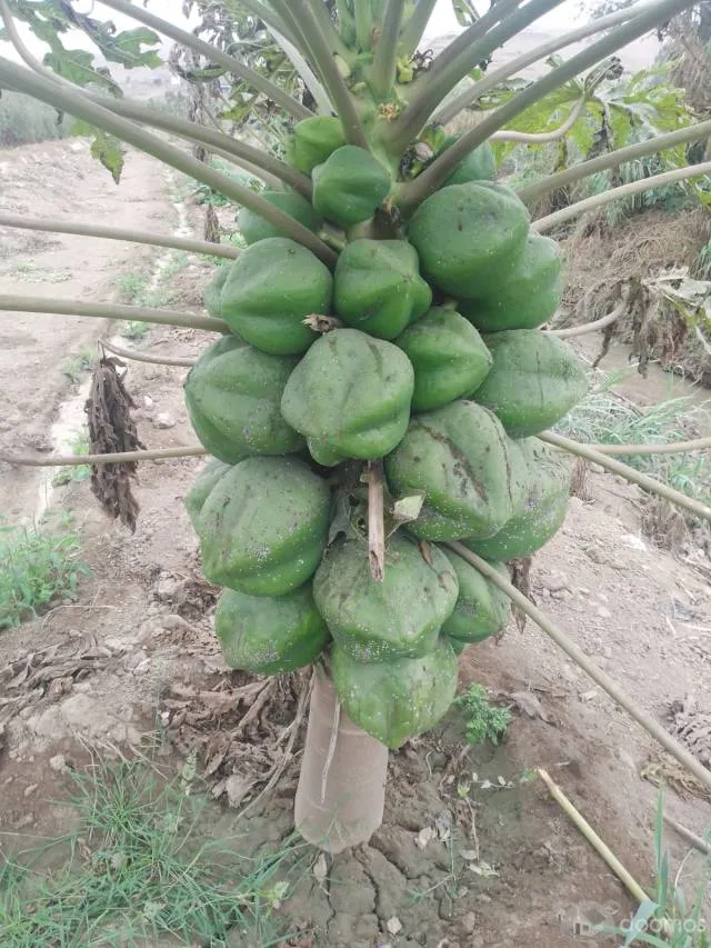 VENTA DE TERRENO AGRÍCOLA (4 HECTÁREAS A 250.000 DOLARES CADA HECTARIA) EN EL SECTOR CASA BLANCA ESTE - TUPAC AMARU DISTRITO DE SAN LUIS PROVINCIA DE CAÑETE - 3
