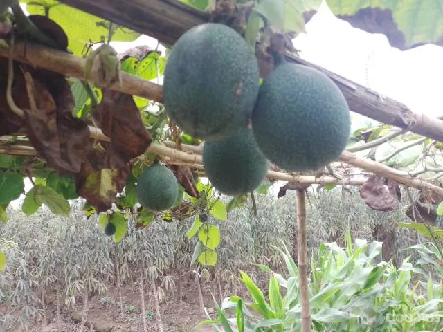 VENTA DE TERRENO AGRÍCOLA (4 HECTÁREAS A 250.000 DOLARES CADA HECTARIA) EN EL SECTOR CASA BLANCA ESTE - TUPAC AMARU DISTRITO DE SAN LUIS PROVINCIA DE CAÑETE - 4