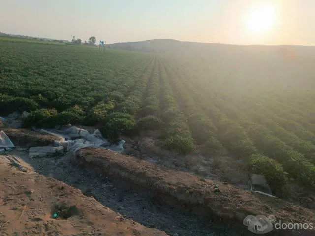 VENTA DE TERRENO AGRÍCOLA (4 HECTÁREAS A 250.000 DOLARES CADA HECTARIA) EN EL SECTOR CASA BLANCA ESTE - TUPAC AMARU DISTRITO DE SAN LUIS PROVINCIA DE CAÑETE - 6