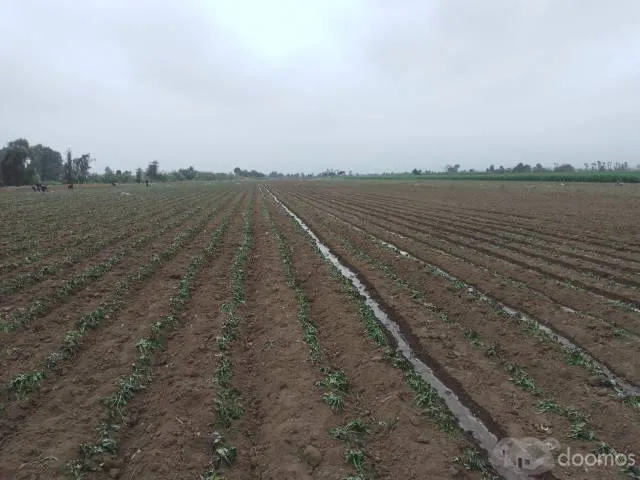 VENTA DE TERRENO AGRÍCOLA (4 HECTÁREAS A 250.000 DOLARES CADA HECTARIA) EN EL SECTOR CASA BLANCA ESTE - TUPAC AMARU DISTRITO DE SAN LUIS PROVINCIA DE CAÑETE - 7