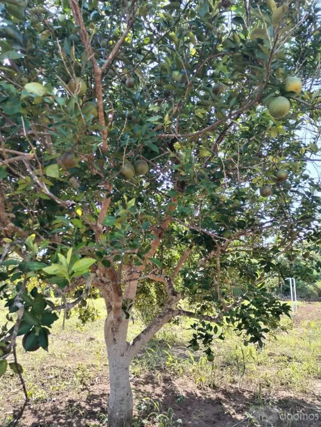PRE-VENTA DE LOTES URBANOS EN TARAPOTO A 1MINUTO DE AVENIDA PRINCIPAL BELAUNDE TERRY — foto 5