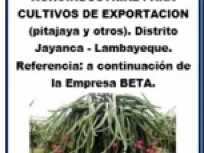 VENDO TERRENO ZONA DE EXPANSIÓN AGROINDUSTRIAL PARA CULTIVO DE EXPORTACIÓN PITAJAYA  DISTRITO JAYANCA LAMBAYEQUE