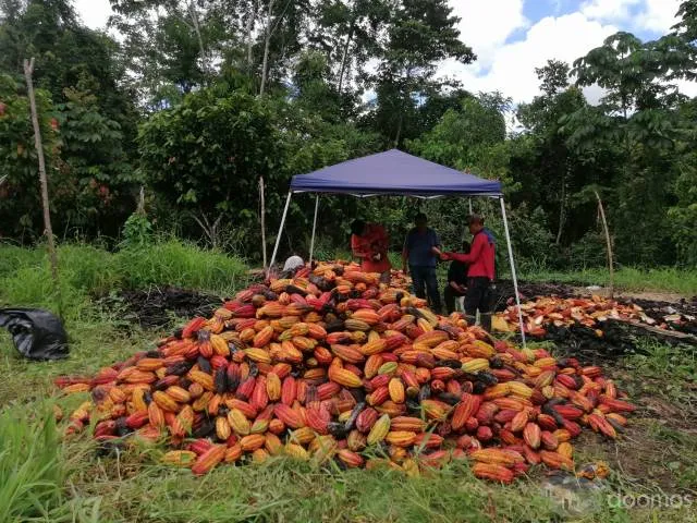 Plantacion 30ha de Cacao en Producción en terreno de 43 Ha en total - 2