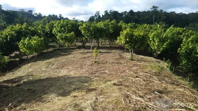 Plantacion 30ha de Cacao en Producción en terreno de 43 Ha en total - 3