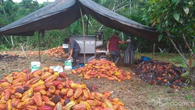 Plantacion 30ha de Cacao en Producción en terreno de 43 Ha en total - 4