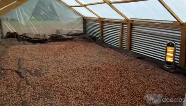 Plantacion 30ha de Cacao en Producción en terreno de 43 Ha en total - 5