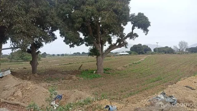 VENTA DE TERRENO AGRICOLA EN CHEPEN TALAMBO - 2