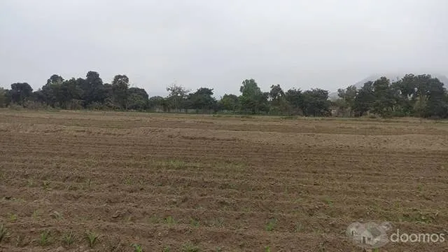 VENTA DE TERRENO AGRICOLA EN CHEPEN TALAMBO - 3