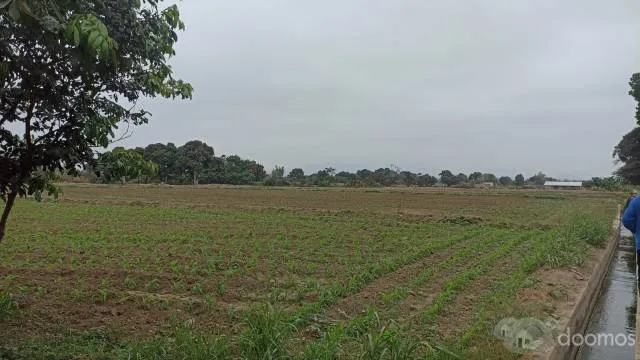 VENTA DE TERRENO AGRICOLA EN CHEPEN TALAMBO - 4