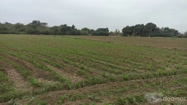 VENTA DE TERRENO AGRICOLA EN CHEPEN TALAMBO - 5