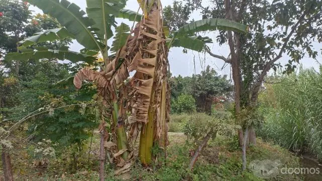VENTA DE TERRENO AGRICOLA EN CHEPEN TALAMBO - 6