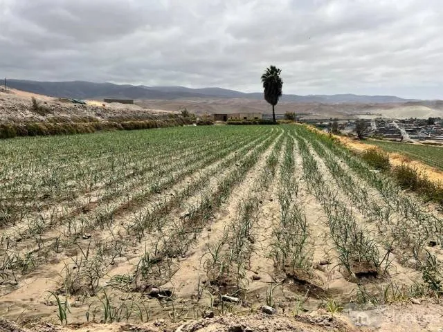 TERRENO AGRICOLA ARROCERO Y PARA TODO TIPO DE SIEMBRA - 1