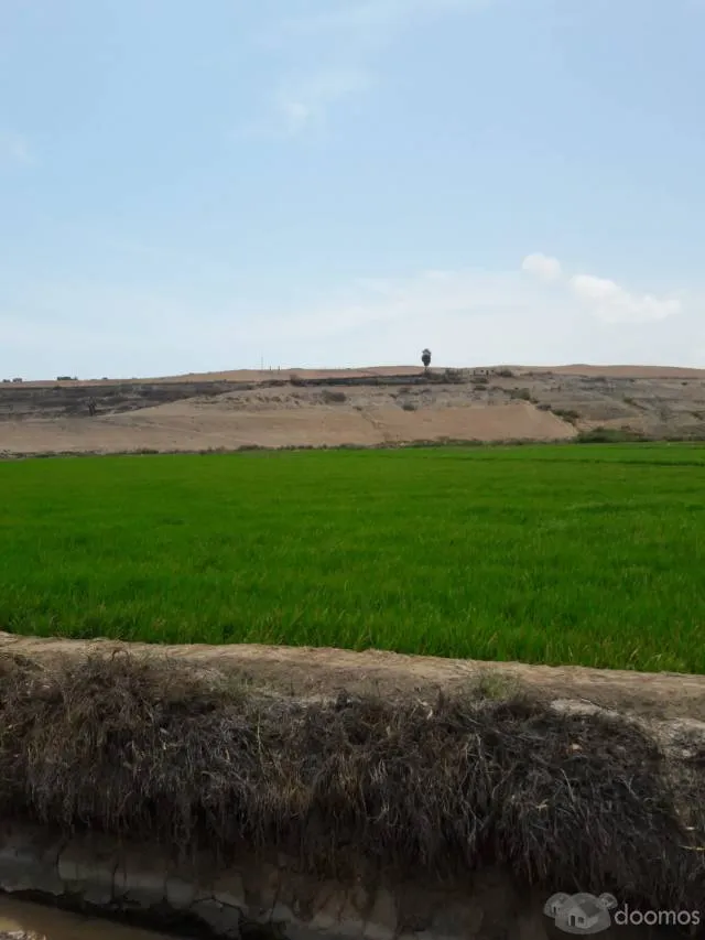 TERRENO AGRICOLA ARROCERO Y PARA TODO TIPO DE SIEMBRA - 3