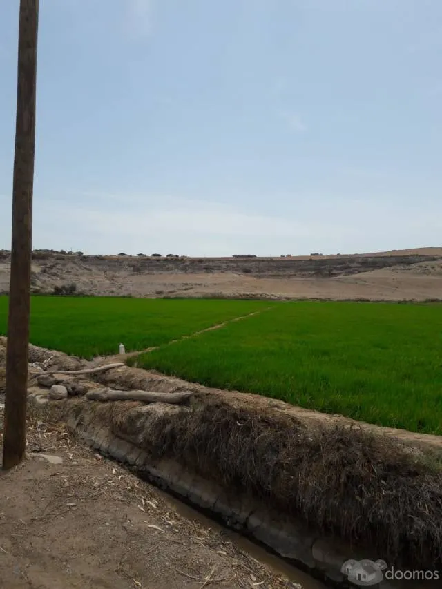 TERRENO AGRICOLA ARROCERO Y PARA TODO TIPO DE SIEMBRA - 5