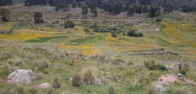 Terreno en Rosaspata, Puno, Peru (Negociable) - 2