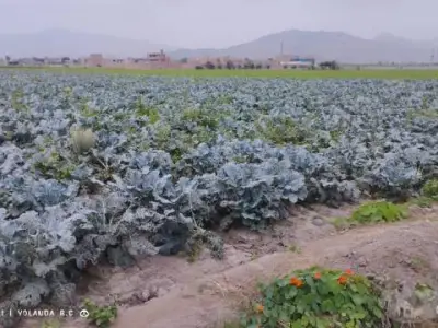 VENTA DE TERRENO EN CHANCAY UBICADO EN LA MISMA PANAMERICANA NORTE A 2 KM DEL MEGA PUERTO DE CHANCAY