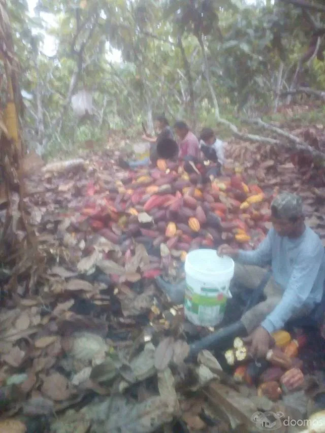 SE VENDE FINCA DE CACAO — foto 5