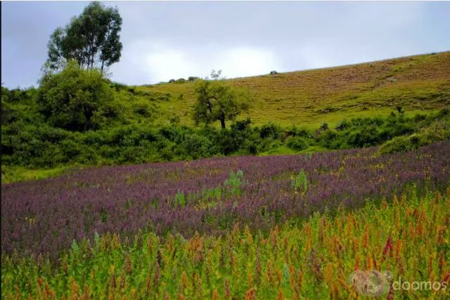 Terreno en Venta en Huayhuas ,Acos Vinchos, Huamanga - 1