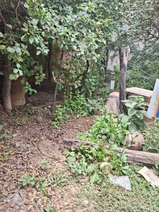Vendo céntrica casona como terreno urbano en Motupe con excelente ubicación. - 4