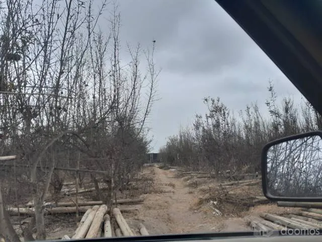 SE VENDE TERRENO DE 5 HAS. SECTOR LAS PALMAS - CHINCHA BAJA - 3