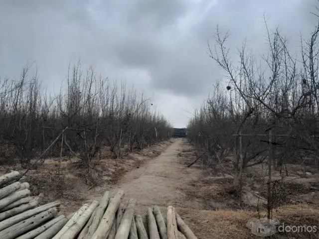 SE VENDE TERRENO DE 5 HAS. SECTOR LAS PALMAS - CHINCHA BAJA - 5