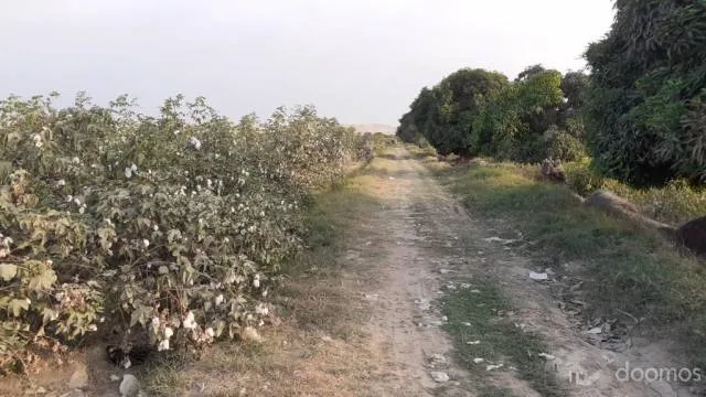 Vendo parcela agrícola de 5 has. en sector torremolino- el Carmen- Chincha - 1