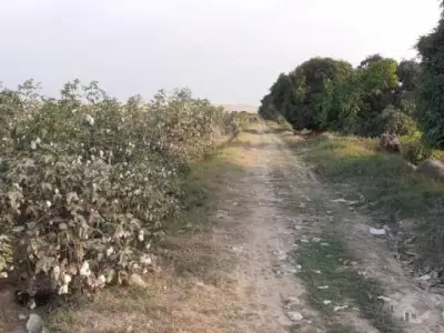 Vendo parcela agrícola de 5 has. en sector torremolino- el Carmen- Chincha
