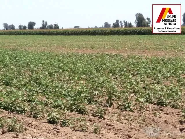 Venta de parcela de tierra agricola 4.58 has en Caucato-Pisco - 3
