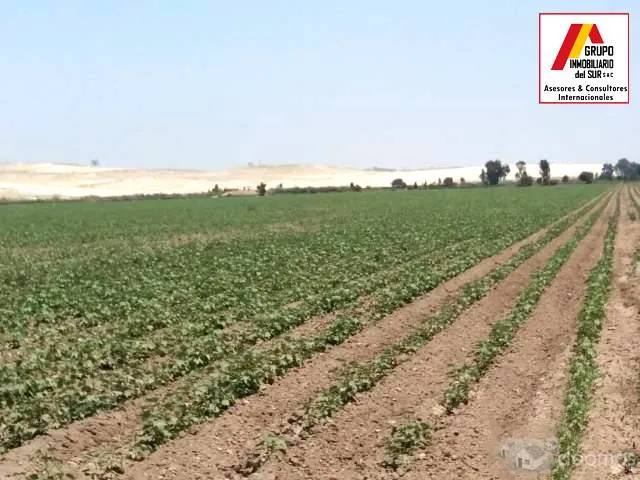 Venta de parcela de tierra agricola 4.58 has en Caucato-Pisco - 4