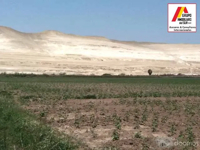 Venta de parcela de tierra agricola 4.58 has en Caucato-Pisco - 5