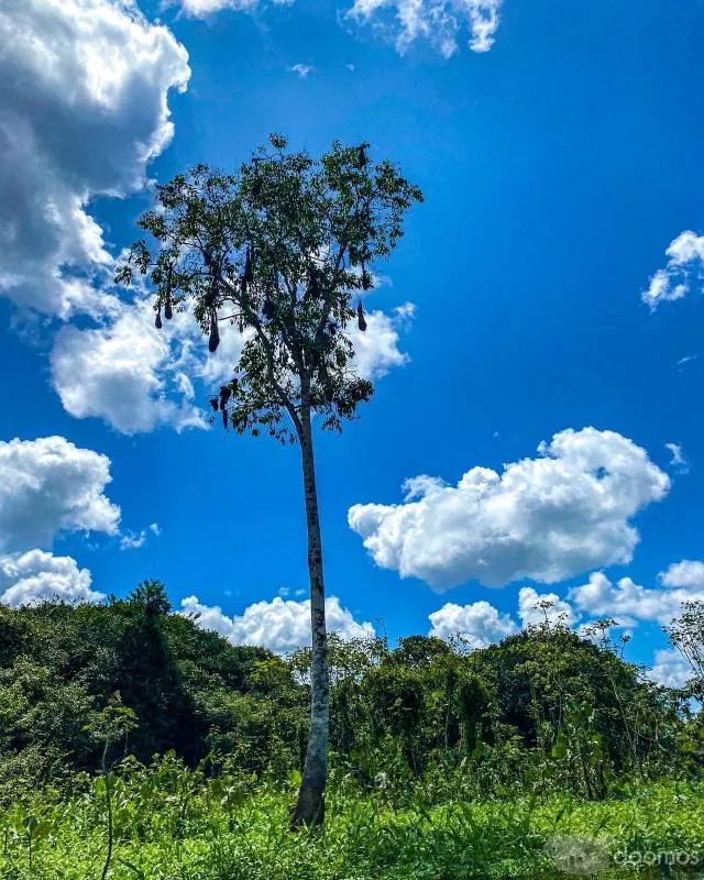 REMATE DE LOTES EN LA SELVA - 6