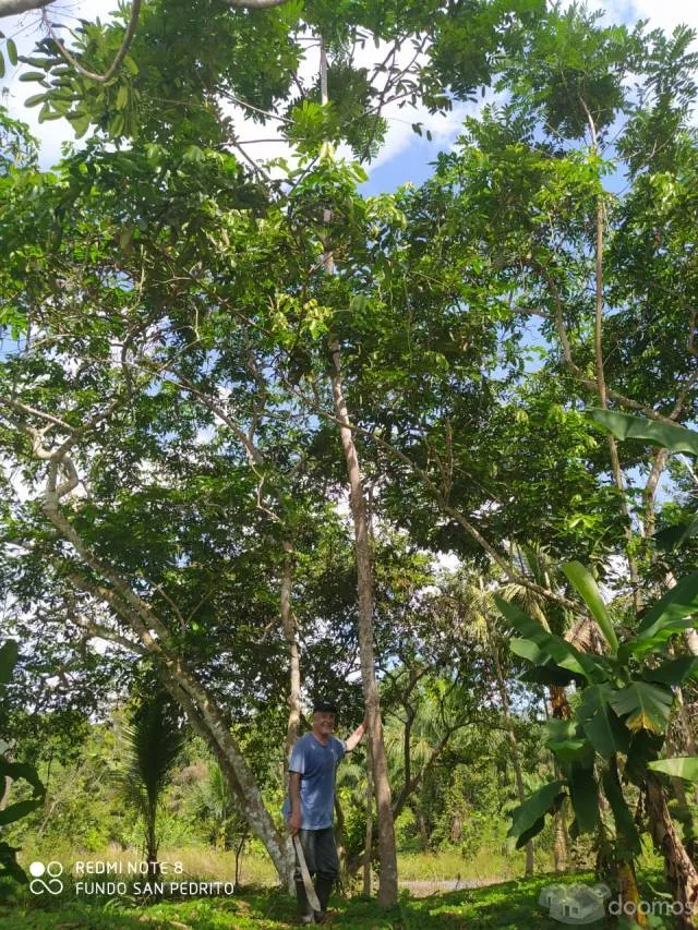 VENTA DE TERRENO CHACRA EN CARRETERA IQUITOS NAUTA - 3