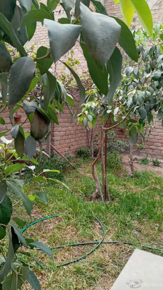 ALQUILER DE CASA AMOBLADA/1 HABITACION, AMPLIOS JARDINES Y COCHERA — foto 7